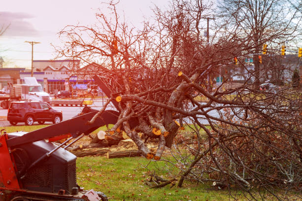 Best Tree Trimming and Pruning  in Lebanon, NH